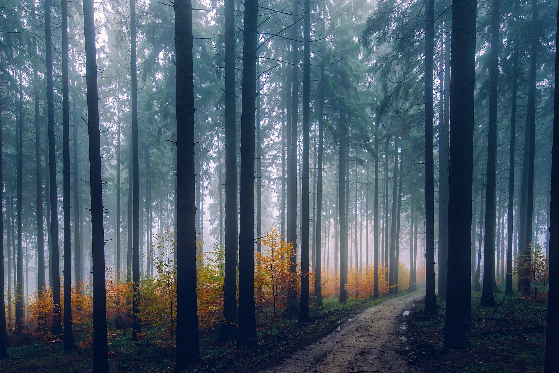 12019-landscape-1858602_1920.jpg