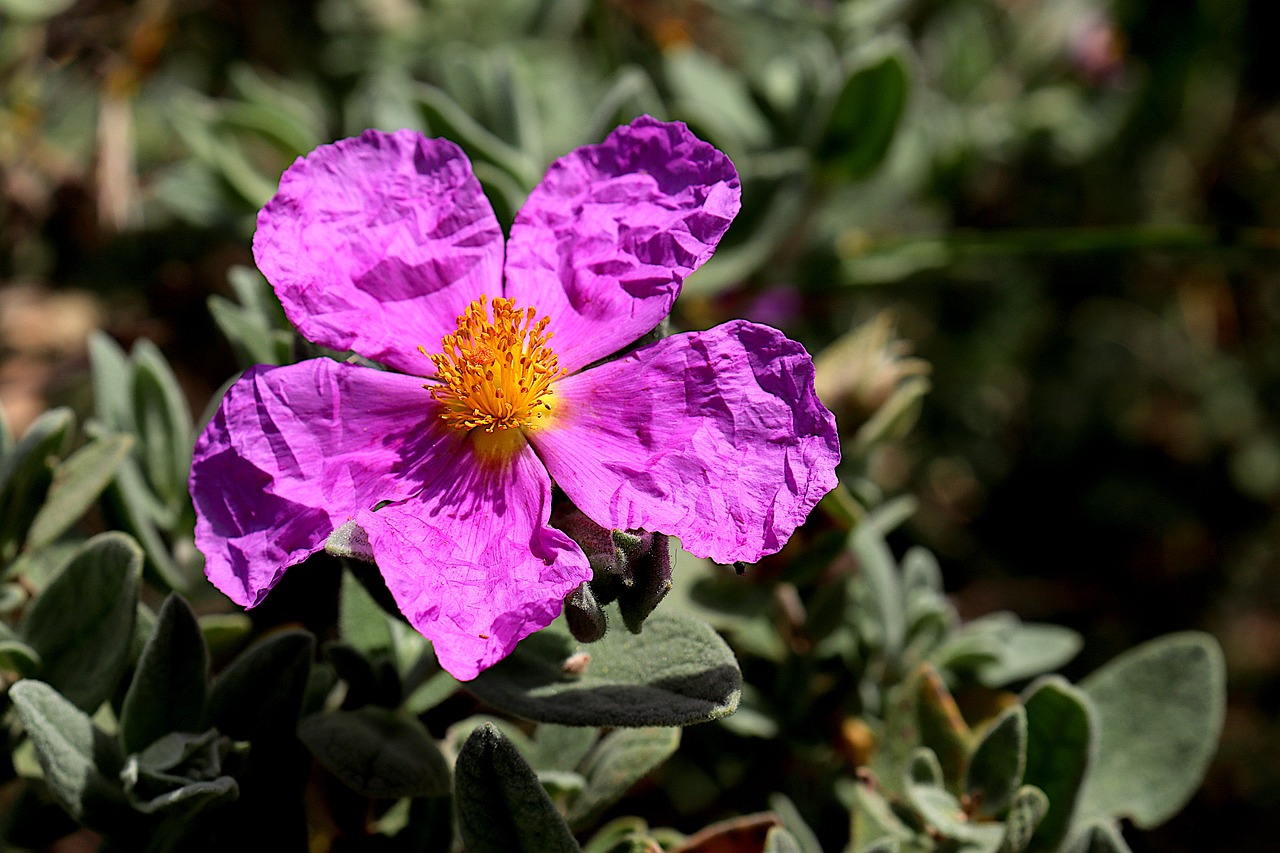 cistus-6393975_1280.jpg