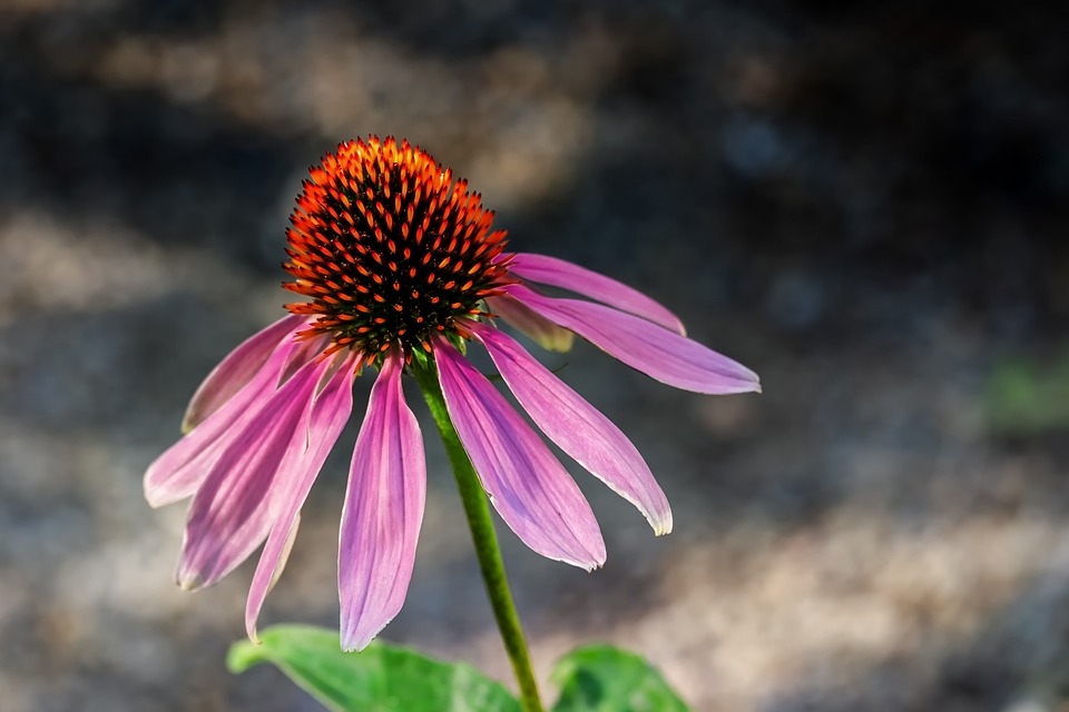 coneflower-3566888_960_720.jpg