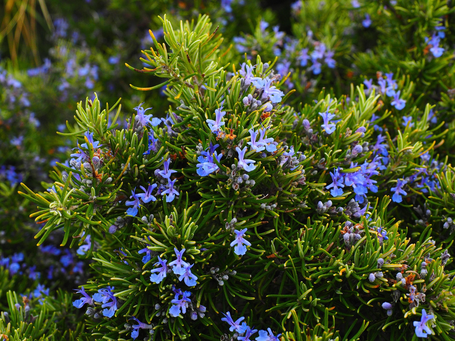 hans-rosemary-1090419_1920.jpg