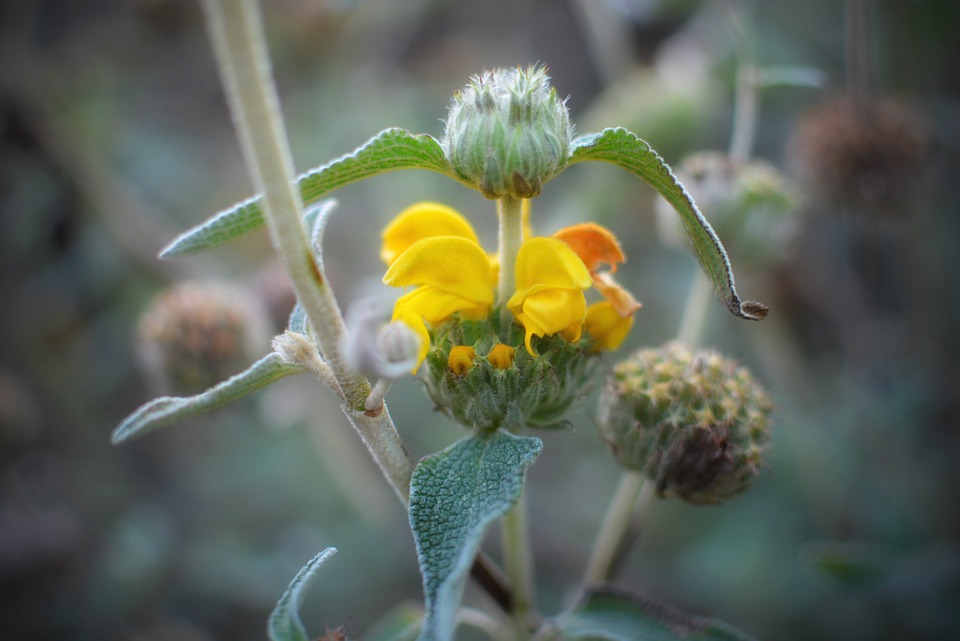 jerusalem-sage-6814925_960_720.jpg