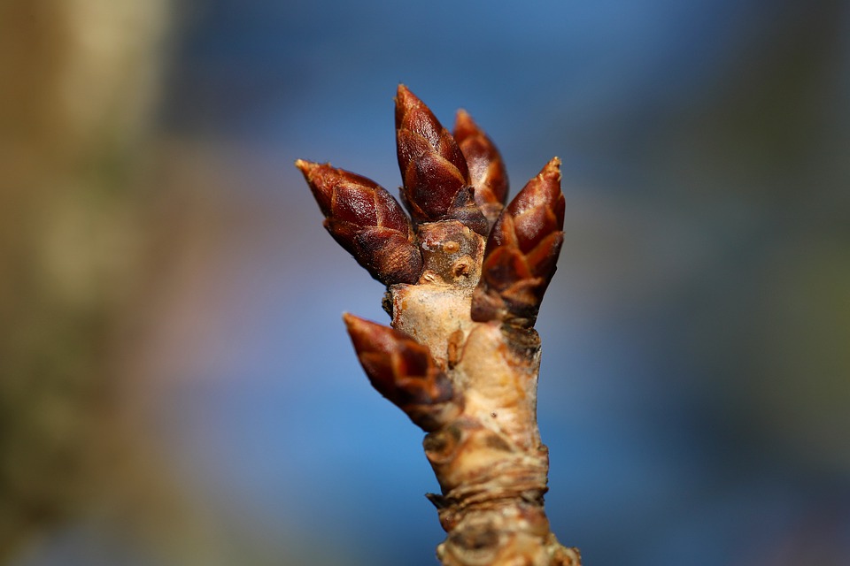 bud-7802529_960_720.jpg
